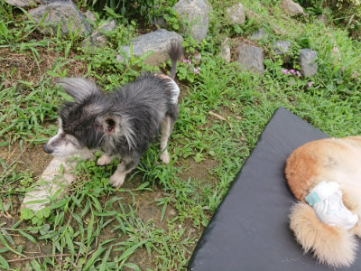 f:id:roukenhome-ann:20190705191931j:plain