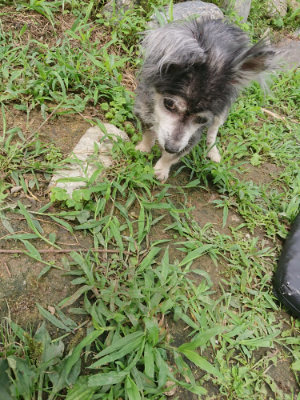 f:id:roukenhome-ann:20190705191945j:plain