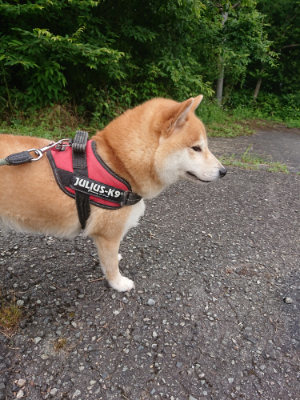 f:id:roukenhome-ann:20190705192004j:plain