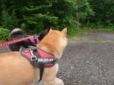 f:id:roukenhome-ann:20190705192029j:plain