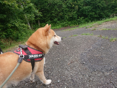 f:id:roukenhome-ann:20190705192035j:plain