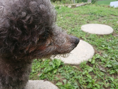 f:id:roukenhome-ann:20190705192127j:plain
