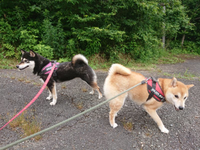 f:id:roukenhome-ann:20190705192151j:plain