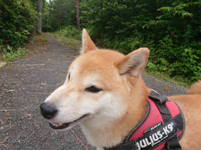 f:id:roukenhome-ann:20190705192219j:plain