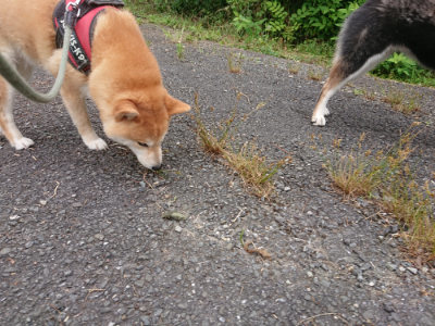 f:id:roukenhome-ann:20190705192250j:plain