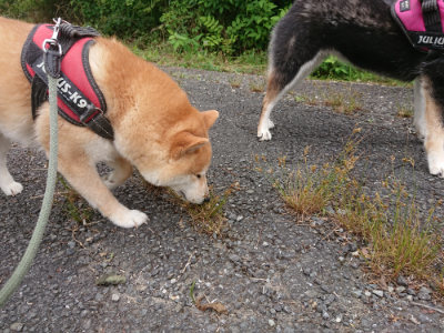 f:id:roukenhome-ann:20190705192258j:plain