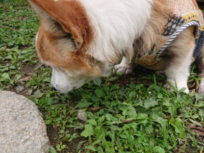 f:id:roukenhome-ann:20190705192346j:plain