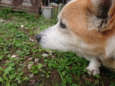 f:id:roukenhome-ann:20190705192354j:plain