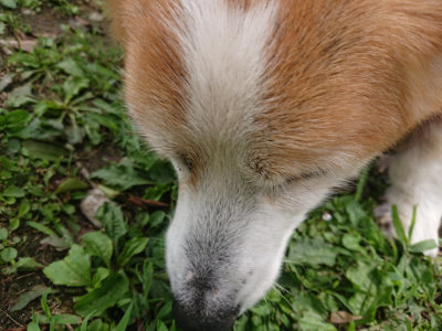 f:id:roukenhome-ann:20190705192410j:plain