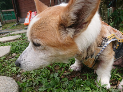 f:id:roukenhome-ann:20190705192418j:plain