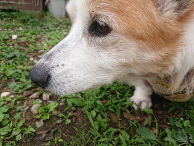 f:id:roukenhome-ann:20190705192424j:plain