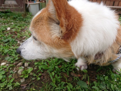 f:id:roukenhome-ann:20190705192431j:plain