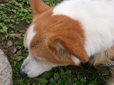 f:id:roukenhome-ann:20190705192443j:plain