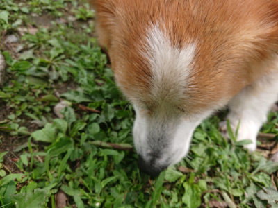 f:id:roukenhome-ann:20190705192449j:plain