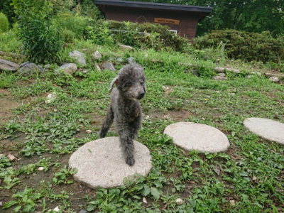 f:id:roukenhome-ann:20190705192601j:plain