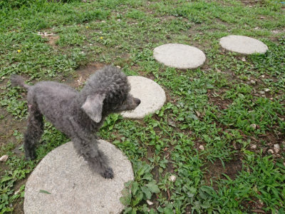 f:id:roukenhome-ann:20190705192633j:plain