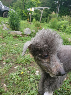 f:id:roukenhome-ann:20190705192646j:plain