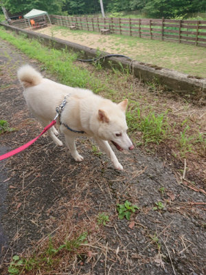 f:id:roukenhome-ann:20190705192950j:plain