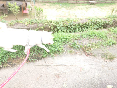 f:id:roukenhome-ann:20190705193002j:plain