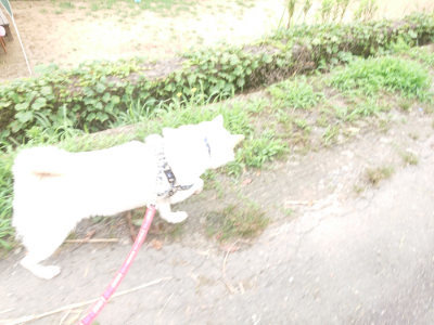 f:id:roukenhome-ann:20190705193008j:plain