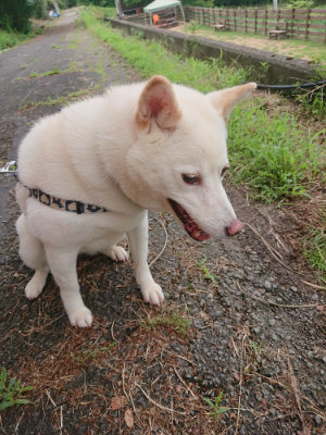 f:id:roukenhome-ann:20190705193020j:plain