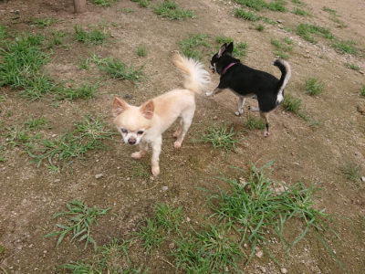 f:id:roukenhome-ann:20190705193112j:plain