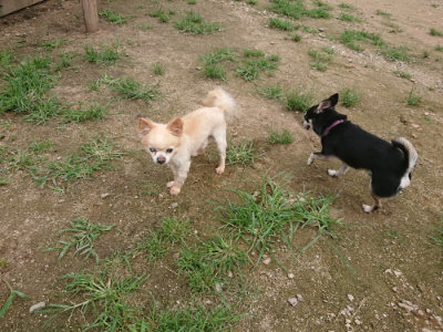 f:id:roukenhome-ann:20190705193138j:plain