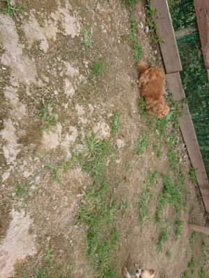 f:id:roukenhome-ann:20190705193251j:plain