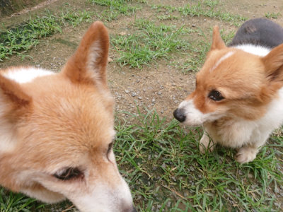 f:id:roukenhome-ann:20190705200652j:plain