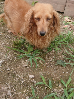f:id:roukenhome-ann:20190705201105j:plain