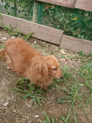 f:id:roukenhome-ann:20190705201131j:plain