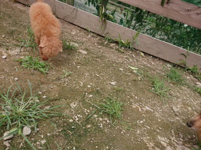 f:id:roukenhome-ann:20190705201300j:plain