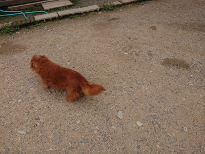 f:id:roukenhome-ann:20190705201738j:plain