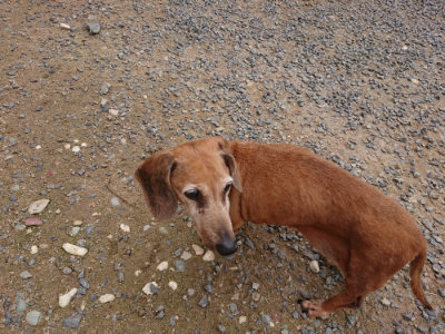 f:id:roukenhome-ann:20190705201953j:plain