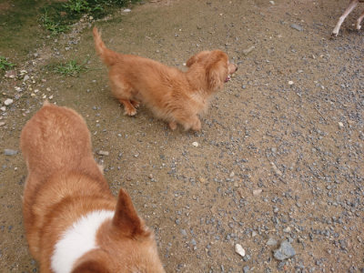 f:id:roukenhome-ann:20190705202401j:plain