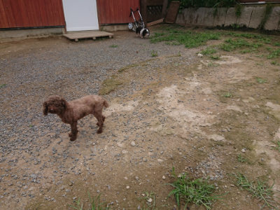 f:id:roukenhome-ann:20190705202417j:plain