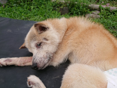 f:id:roukenhome-ann:20190705202443j:plain