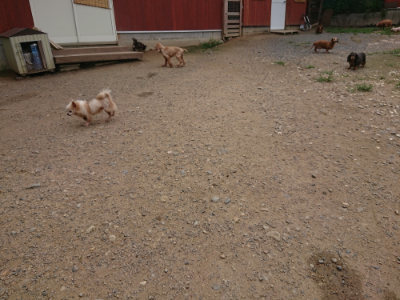 f:id:roukenhome-ann:20190705202500j:plain