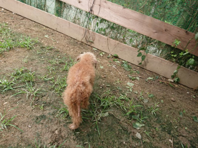 f:id:roukenhome-ann:20190705202524j:plain