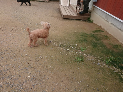 f:id:roukenhome-ann:20190705202558j:plain