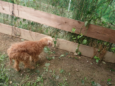 f:id:roukenhome-ann:20190705202604j:plain