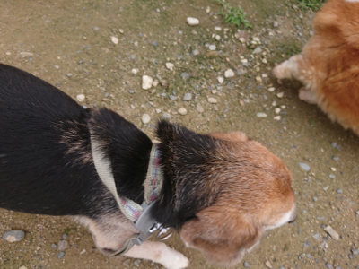 f:id:roukenhome-ann:20190705202654j:plain