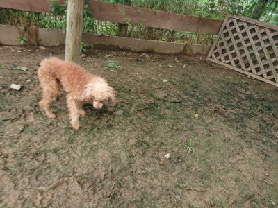 f:id:roukenhome-ann:20190705202800j:plain