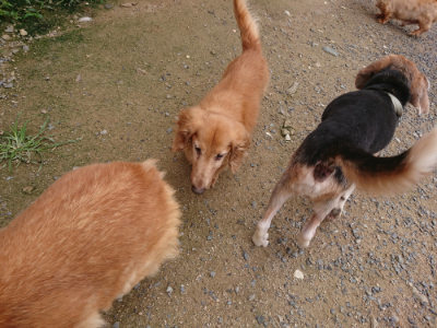 f:id:roukenhome-ann:20190705202822j:plain