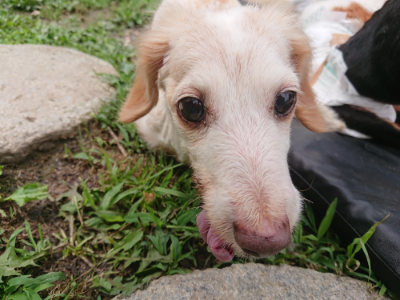 f:id:roukenhome-ann:20190705202840j:plain