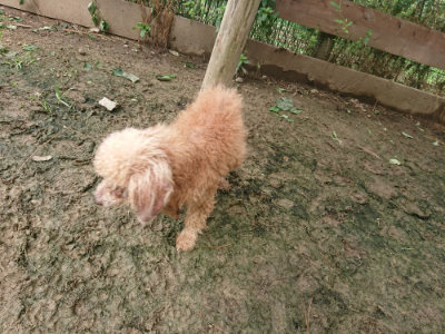 f:id:roukenhome-ann:20190705202858j:plain