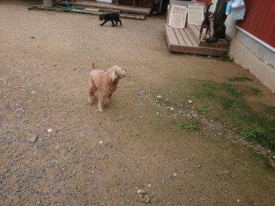f:id:roukenhome-ann:20190705202934j:plain