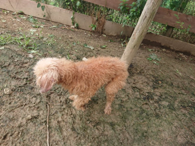 f:id:roukenhome-ann:20190705202946j:plain