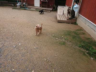 f:id:roukenhome-ann:20190705203002j:plain