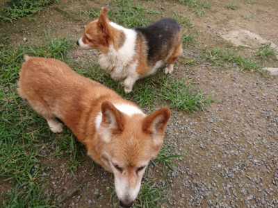 f:id:roukenhome-ann:20190705203041j:plain